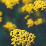 Véritable écrin de biodiversité, la Corse abrite des trésors naturels inestimables. Parmi eux, l’immortelle se distingue par ses petites fleurs dorées qui ne fanent jamais, symboles d’éternité et de résilience 
Imiza a été précurseur dans l’utilisation de cette fleur emblématique, exploitant pleinement ses propriétés anti-âge et régénératrices en faisant de ses produits une ode à la nature corse alliant tradition et innovation 
#imiza #immortelle #nature #corsica #fleurs